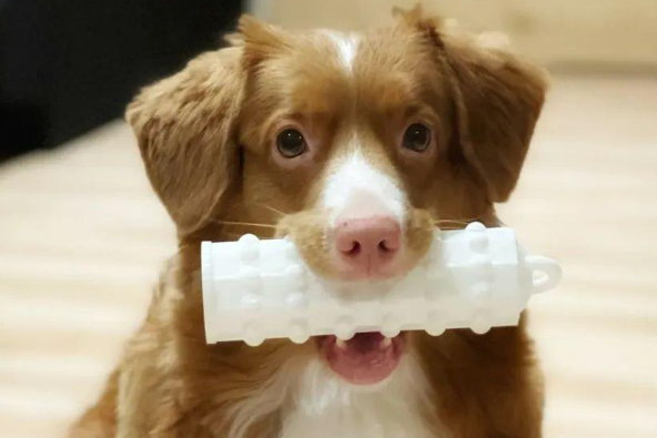 3d打印宠物玩具怎么选才不会伤狗？材质是关键